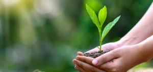 Read more about the article ‘Tree Plantation’ to be included as subject in curriculum across Pakistan