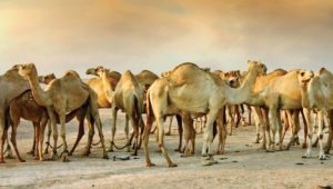 Read more about the article Balochistan to get a Camel Milk pasteurization project worth Rs 50 million