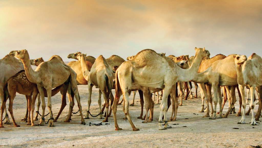 Read more about the article Balochistan to get a Camel Milk pasteurization project worth Rs 50 million