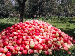 Read more about the article FBR abolishes sales tax on import of fruits from Afghanistan