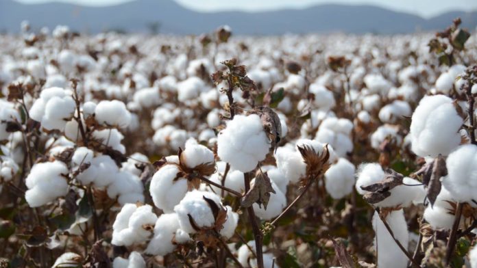 Read more about the article Cotton production increases by 70% in Pakistan