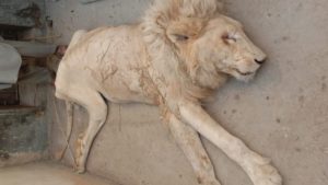 Read more about the article Rare white lion died at Karachi Zoo after suffering from Tuberculosis