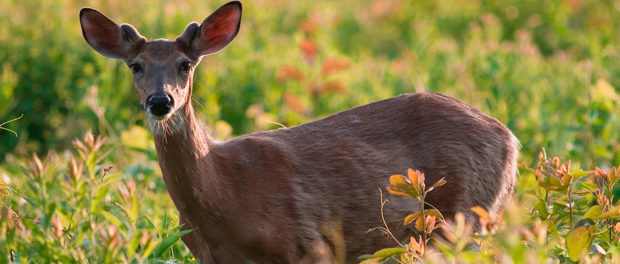 You are currently viewing Four deer reported dead at Sahiwal zoo in Stray dogs attack