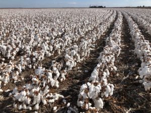 Read more about the article Cotton production increased by 80% in 2021