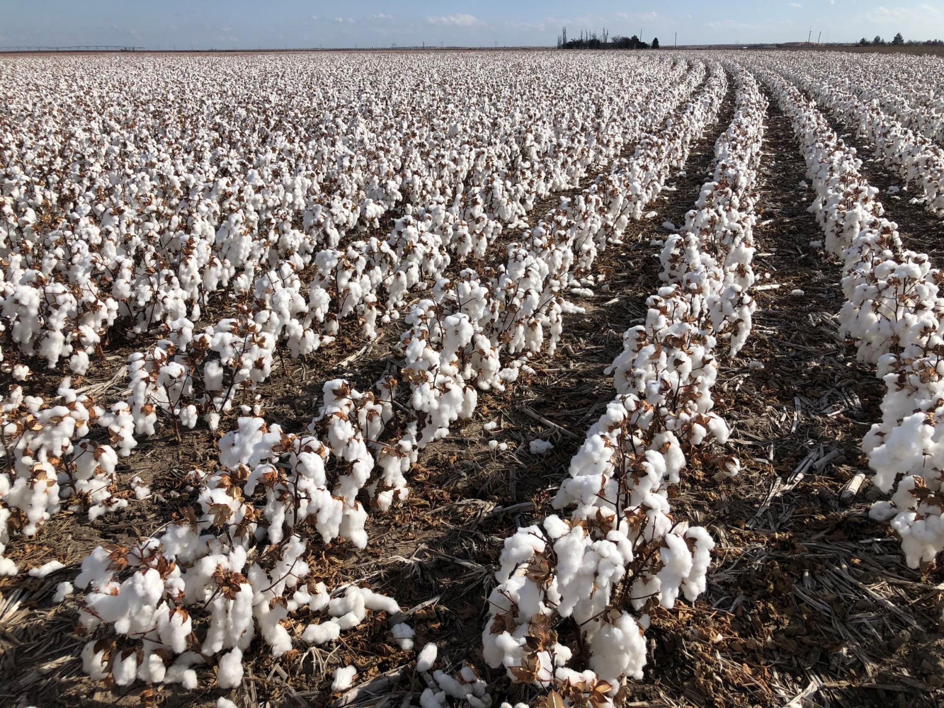 Read more about the article Cotton production increased by 80% in 2021