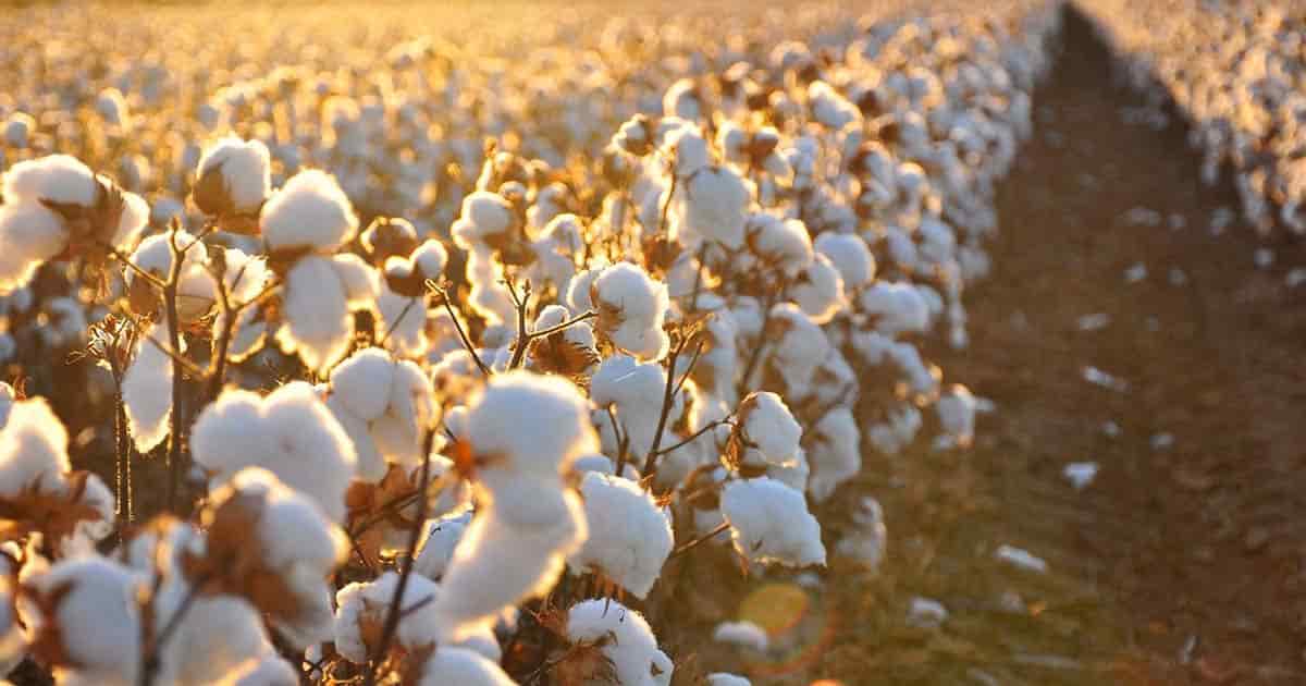 You are currently viewing Pakistan’s cotton production increases by 44% in June-Dec 2021